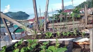 Good idea Ang Tiya ko sa Bahay sa Samar Na Bunga na Ang Mga Tinim Nya😁😍❤️