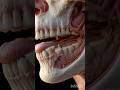 Ultra-Realistic 3D Anatomy of Human Chin Cross-Section | Mandible&amp;NerveDetailing#3DAnatomy#HumanBody
