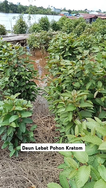 daun lebat pohon kratom
