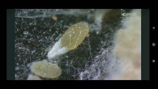 Lifecycle of mealy bug