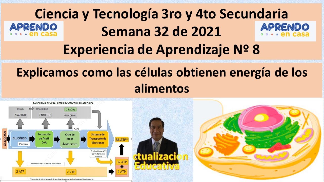 CyT 3ro y 4to Semana 32 Explicamos como las células obtienen energía de