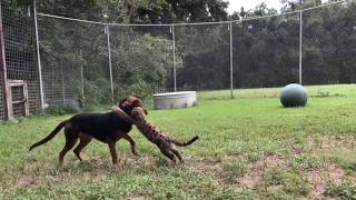 Mountain Lion attacks Dog