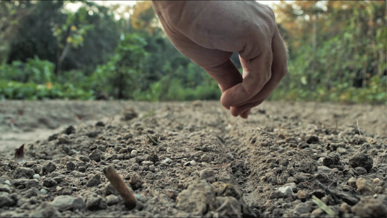 Gardening With Minimal Irrigation: The Rutabaga Experiment