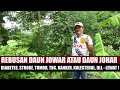 REBUSAN DAUN JOWAR ATAU DAUN JOHAR USIR DI4BET3S - STROK3 - D4RAH TINGG1 - KOL3ST3ROL, DLL, DLL