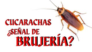 CUCARACHAS en la casa es BRUJERÍA ? Cucaracha Significado #cucaracha #brujeria