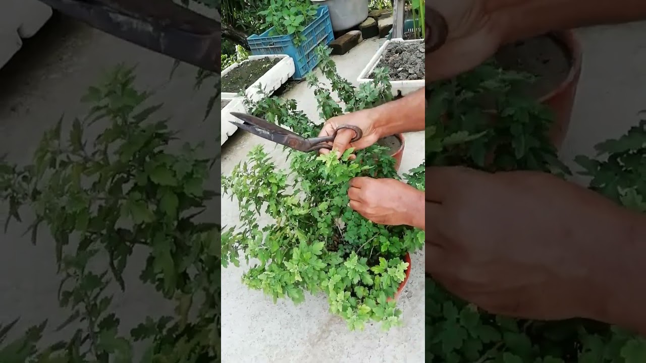 চন্দ্রমল্লিকা ফুল চাষের পদ্ধতি / chandramallika flower / BS20  