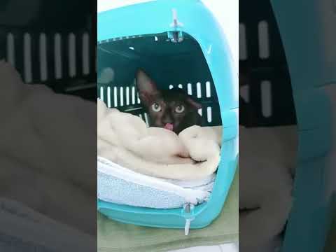 Бедная Лысая кошка смотрите что нам делал доктор