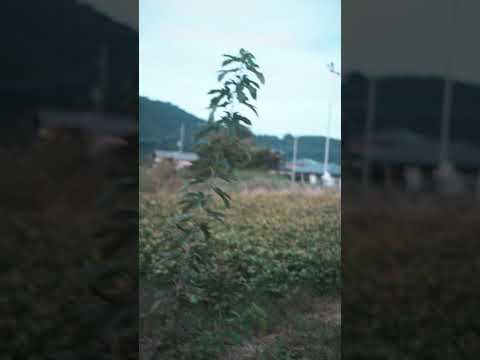 ASMR｜夕焼け小焼け「Red sky at night, shepherd's delight; Red sky at morning, shepherd's warning」#shorts