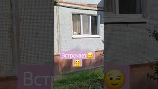 пушка #ракетабомбапетарда #собака #юмор