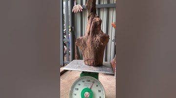 Review gốc cẩm chỉ krôngpa đặc tịt tinh lõi 11kg đục tiện đều víp