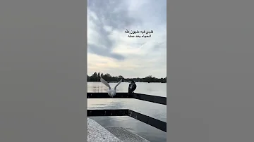 قلبي فيه مليون عله الحياة بعد ممله 