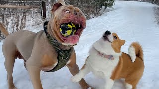 Animals Being Dramatic That Deserve an Oscar 🤣Funniest ANIMAL Videos