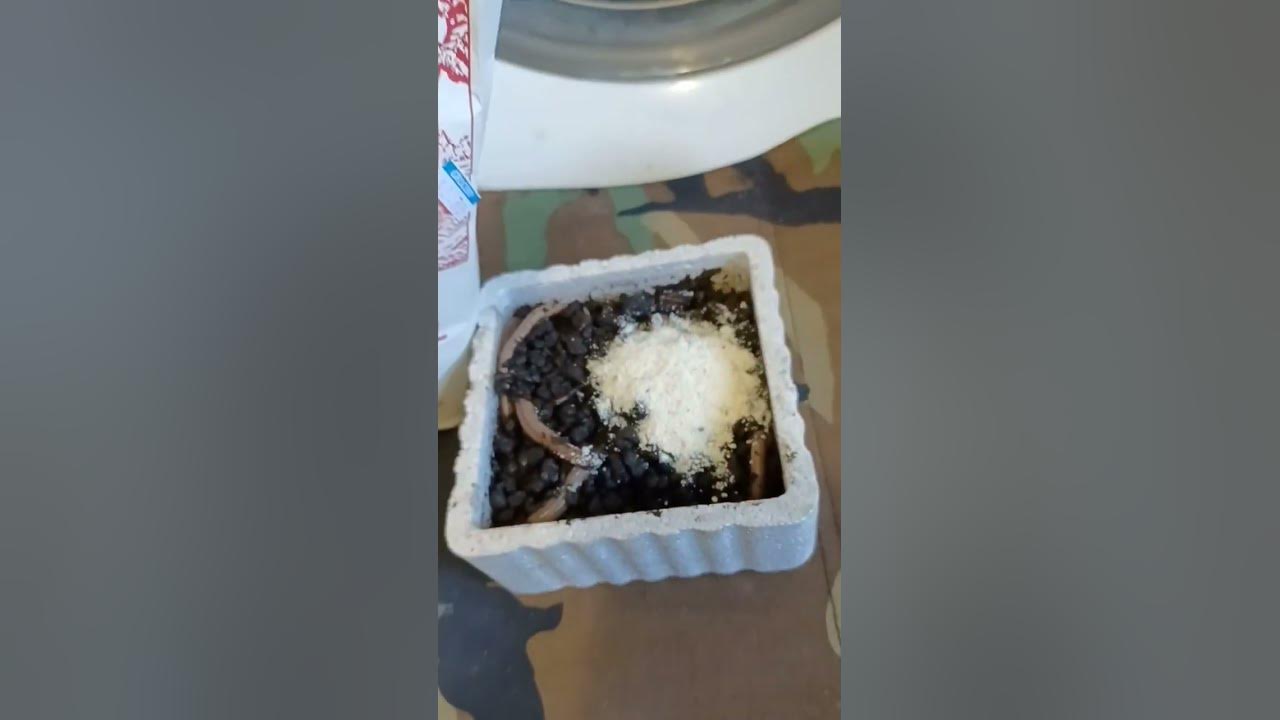 Keep worms alive by doing this shortvideo YouTube