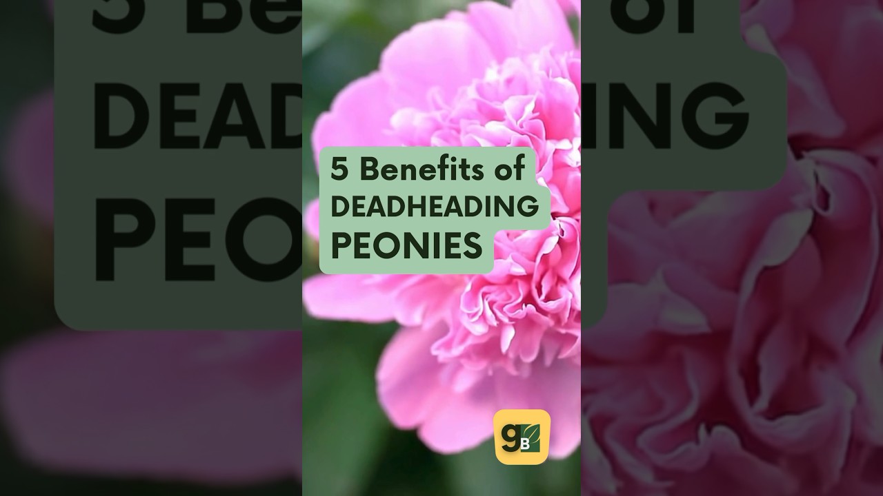 Why Deadhead Peonies? 🌸 | Quick Gardening Tip 