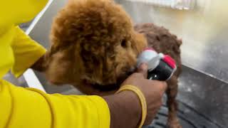 Gentle Poodle Bath Routine! 🐩🛁 Soft Curls, Zero Stress screenshot 5