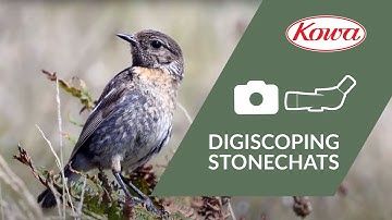Kowa Digiscoping the Stonechats