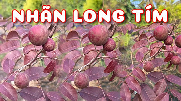 Cây Nhãn long tím | 0386569374 - Ngọc Ngân Bến Tre | Chuyên cây độc lạ