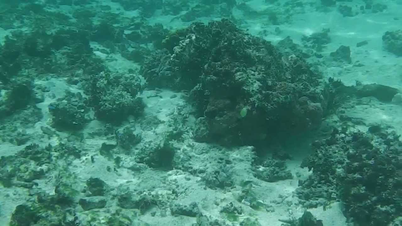 Snorkelling at Mystery Island (Inyeug), Vanuatu #5 - YouTube