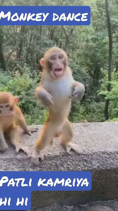#viral 🐒bandar ka #dance #patlikamariya mor hi hi #video #monkeydance