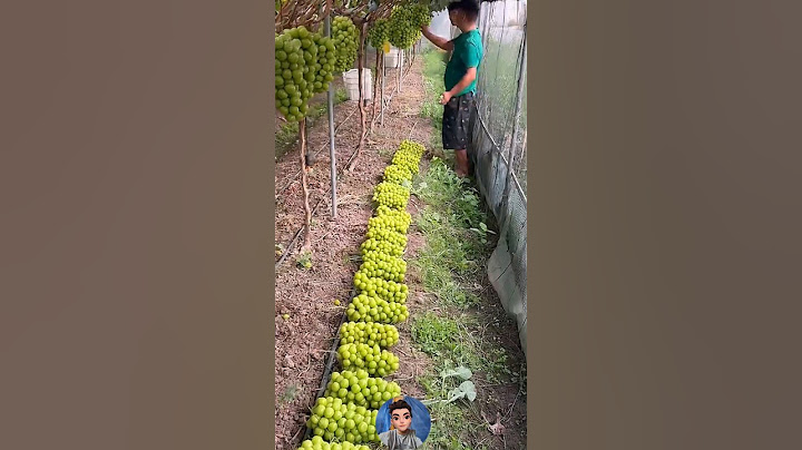 "KEBUN BUAH ANGGUR DI VIETNAM: Vineyard in Vietnam."