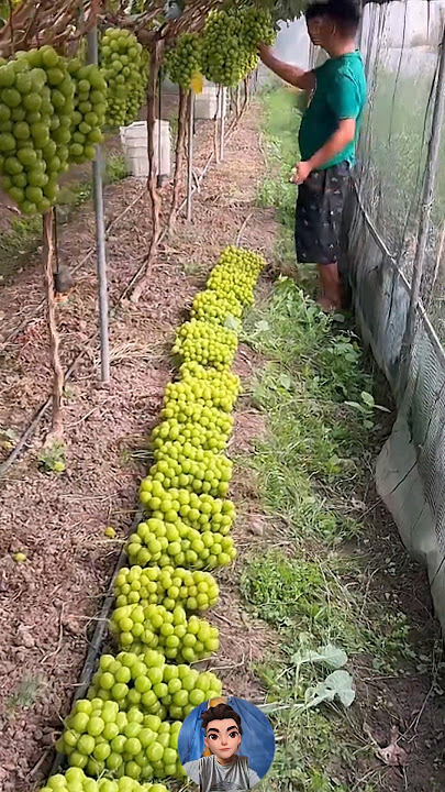 'KEBUN BUAH ANGGUR DI VIETNAM: Vineyard in Vietnam.'