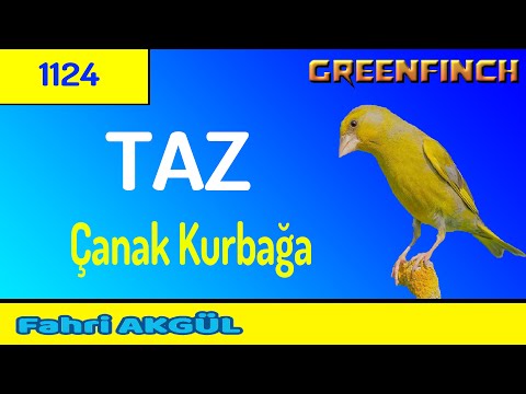 Greenfinch Song 1124 - Taz Kuşum (Çanak Kurbağa Makarası)