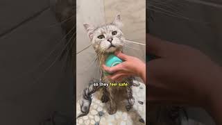How To Bathe A Cat Without Drama