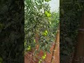 tomate 🍅🍅🍅