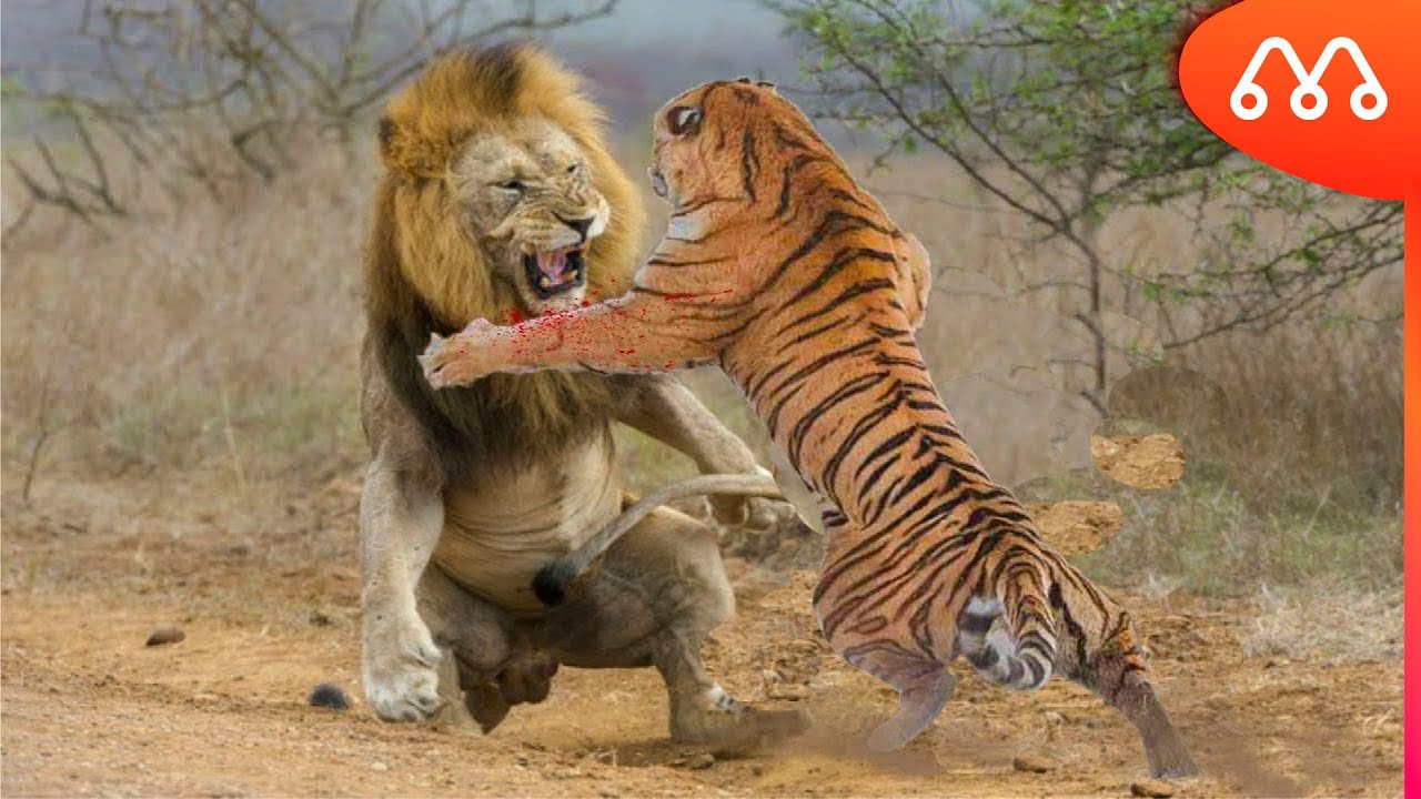 LeÃo Vs Tigre Quem Vence Essa Luta Maiores Do Mundo Lion Vs Tiger 