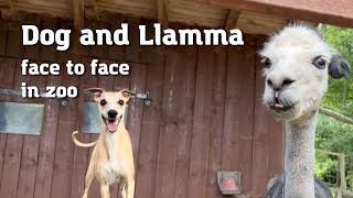 Whippet dog and llamma face to face by One Dog Show 67 views 6 months ago 30 seconds