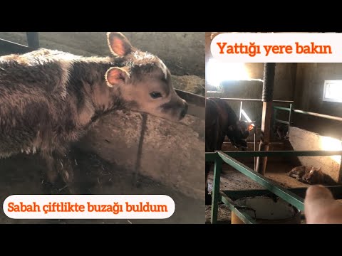 Video: Danua Damızlık Hayvan Zulümden Suçlu Bulundu