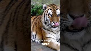Самый охраняемый хищник планеты