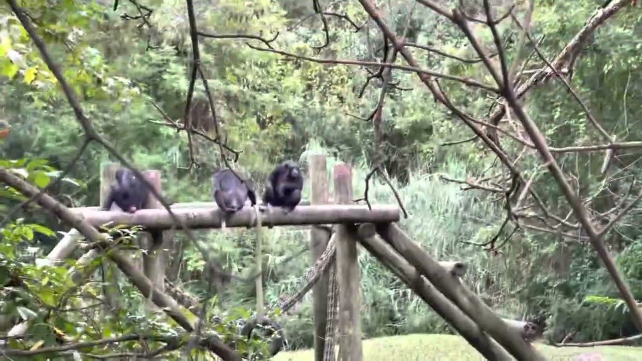 Jackson Mississippi Zoo YouTube