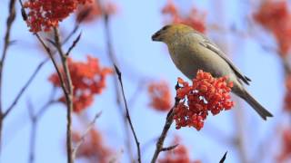 ♪鳥くん野鳥動画(北海道)ギンザンマシコJO6A0214 MOVJO6A0371