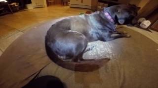 Shyla Muscle Jerks. Myoclonic seizures?