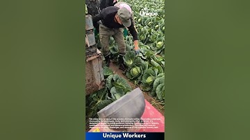 Cabbage harvesting: people harvesting cabbage with a machine