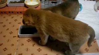 0223 040 ちびず　コストコご飯を喰らう