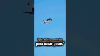 Águila despliega su velocidad para cazar peces. #faunasalvaje