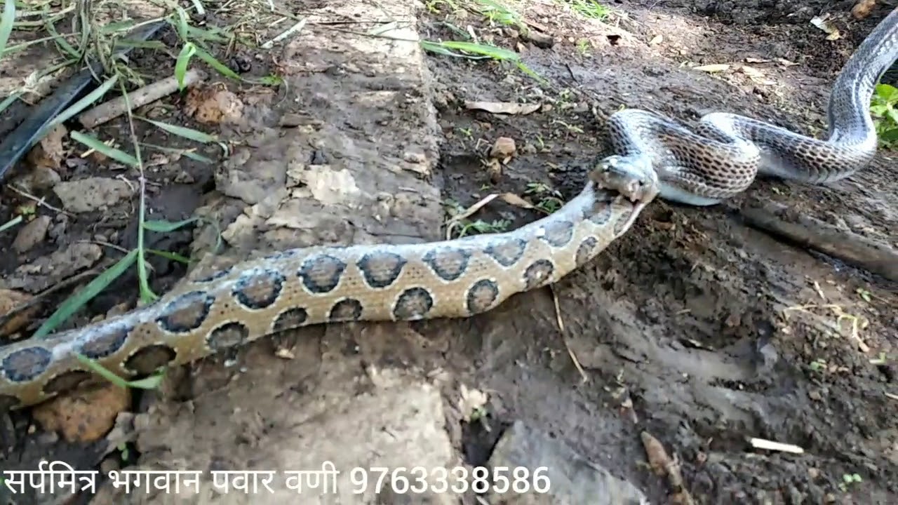 Bhaware Insect Bhagwan Pawar Snake 63 - YouTube
