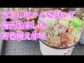 多肉植物】【寄せ植え】可愛いカエルちゃんの置物を使って梅雨に