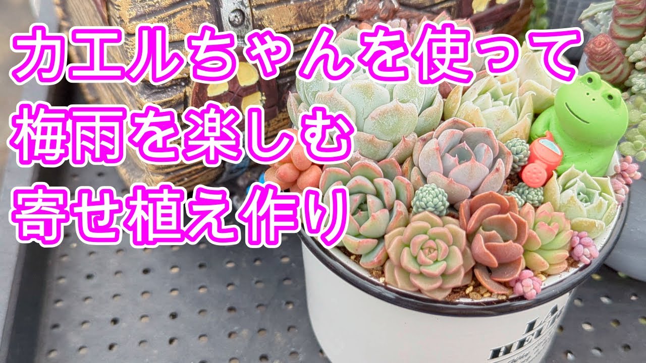 多肉植物】【寄せ植え】可愛いカエルちゃんの置物を使って梅雨に