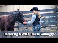 Getting a Wild Horse to Willingly Wear a Halter - Extreme Mustang Makeover 2021
