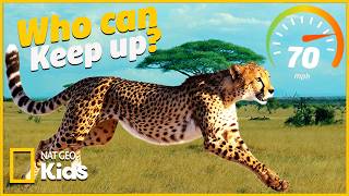 fastest animals savanna who wins race atnatgeokids