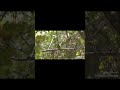 ירקון שר בטבע | Greenfinch Singing in Nature