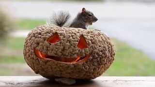 Peanut Pumpkin and Squirrel