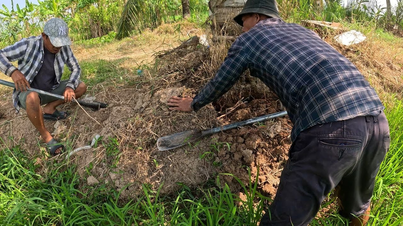 Bến Tre : Rắn Hổ Mang Ở Cặp Bờ Kênh Khá Nhiều | Đam Mê Săn Bắt