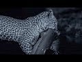 Leopard Family Learns to Fish at Night | BBC Earth