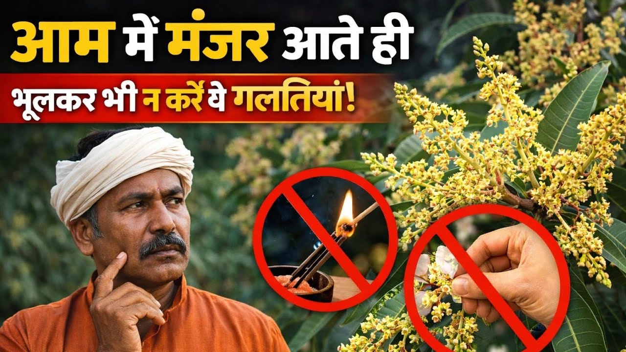 आम में मंजर (बौर) आने लगे तो ये काम करे। Do This Before Flowering in Mango