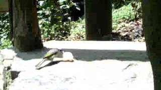 Birdiez.3Gp