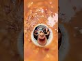 Have porridge today #Delicious food#Abstract#Vehicle Power Giant#Funny